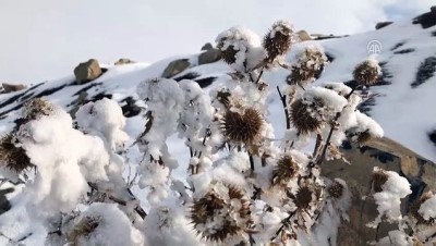 Iğdır Ve Kars'ta Kış Zorlukları Ve Güzelliğiyle Yaşanıyor