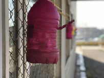 ÖĞRETMENLER - Kuşlar Aç Kalmasın Diye Pet Şişelerden Yemlik Yaptılar