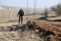 MOBİLYA - Mahlep Dikiliyor, Kiraza Dönüşüyor