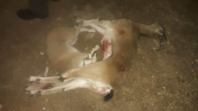 Yaban Keçisi Avına 48 Bin 650 Lira Ceza