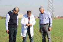 KIRAÇ - Ahmet Buğdayı Anadolu Topraklarında Yeniden Hayat Bulacak