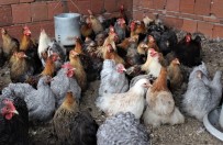 SÜS TAVUĞU - Dünyanın Her Ülkesinden Nadir Tavukları Getirdi, Şimdi Bütün Dünyaya Satıyor