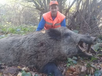 İnegöl'de Avcılar 300 Kiloluk Yaban Domuzu Vurdu