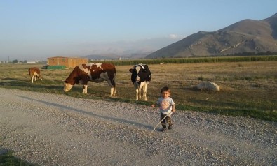 Minik Hayvanseverin Neşeli Görüntüleri Tıklanma Rekoru Kırdı