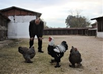 SÜS TAVUĞU - (Özel) Dünyanın Her Ülkesinden Nadir Tavukları Getirdi, Şimdi Bütün Dünyaya Satıyor