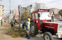 ÇAVUŞBAŞı - Van'da Ağaç Budama Ve Temizlik Çalışması