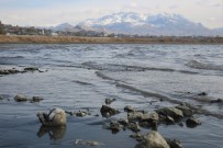 VAN GÖLÜ - Van Gölü'nde tüyler ürperten olay