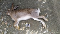 AFYONKARAHISAR - Vurulan Tavşanın Mülkiyeti Kamuya Geçirildi