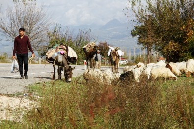 Yörük Göçü İlginç Görüntüler Oluşturdu
