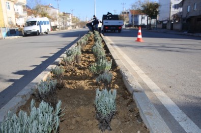 Karaman Belediyesi Refüj Ve Kavşaklara Lavanta Dikti