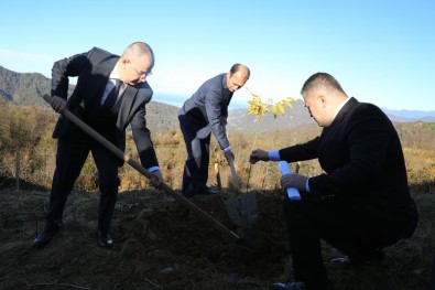 Sabun Ağacı Fidanları Artvin'de Toprakla Buluştu