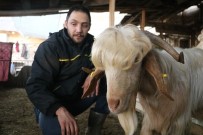 HAYVANCILIK - Bu Keçileri Görenler, Kuaförden Çıktıklarını Düşünüyor