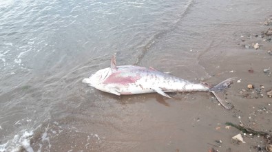 Dev Orkinos Balığı Kıyıya Vurdu