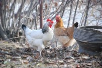 SOĞUCAK - Gezen Tavuk Değil, Kafes Tavuğu Kendi Pisliğini Yer İddiası