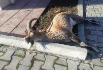 DAĞ KEÇİSİ - Karayoluna İnen Dağ Keçisine Araç Çarptı