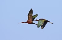 Kastamonu'da Şuana Kadar 280 Kuş Türü Geçti Haberi