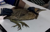 REHABILITASYON - Nesli Tükenmekten Olan Balaban Koruma Altına Alındı