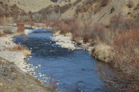 YÜKSEK GERİLİM - Pülümür Çayına Kaçak Balıkçıların Verdiği Elektrik, Balıkları Telef Etti