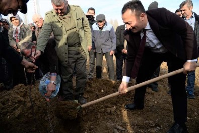 Sertifikalı Ceviz Fidanları Toprakla Buluştu