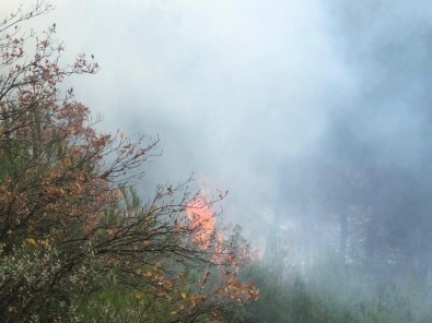 Gemlik'de Orman Yangını