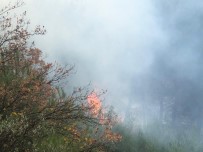 DOĞANTEPE - Gemlik'de Orman Yangını