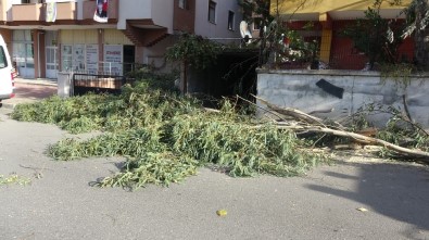 Kartal'da Ağaç Devrildi, Bir Araç Zarar Gördü