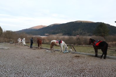 Abant'ta Ruam Şüphesi Olan Atların Sahiplerine De Test Yapıldı