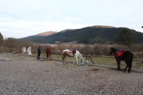 İZZET BAYSAL DEVLET HASTANESI - Abant'ta Ruam Şüphesi Olan Atların Sahiplerine De Test Yapıldı