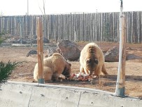 KIŞ MEVSİMİ - Anadolu Harikalar Diyarı Hayvanat Bahçesi Müdürü Bacak Açıklaması