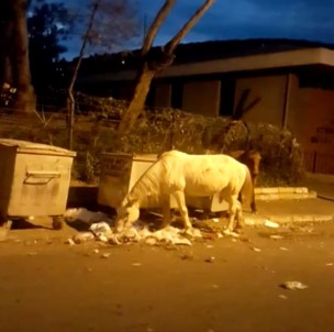 Büyükada'da Atların Çöpte Yemek Ararken Çekilen Görüntüleri İçleri Sızlattı
