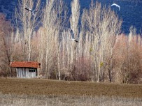 AVCILIK - Hisarcık'ta Balıkçıl Kuşları İlgi Odağı