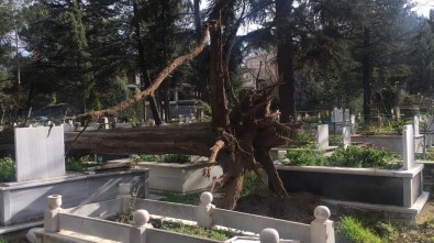 İnegöl'de Ağaçlar Devrildi, Birçok Mezar Zarar Gördü