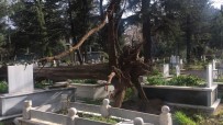 MEZAR TAŞI - İnegöl'de Ağaçlar Devrildi, Birçok Mezar Zarar Gördü