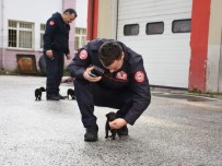 ŞAHIT - Köpek Yavruları İçin İtfaiye Seferber Oldu