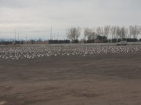 LODOS - Lodos Martıları Da Vurdu