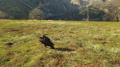 Munzur'da Bulunmuştu, O Kara Akbaba İyileşti Doğaya Bırakıldı