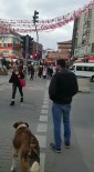 SOKAK KÖPEĞİ - (Özel) Köpekten İnsanlara Trafik Işığı Dersi Kamerada