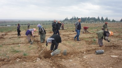 Söke Doğanbey'de Lavanta Kokacak