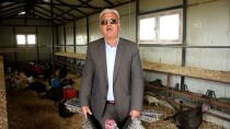 YENIÇIFTLIK - Tekirdağ'da Hindi Üreticileri Satışlardan Memnun