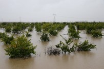 METEOROLOJI GENEL MÜDÜRLÜĞÜ - Adana'da Tarım Arazileri Sular Altında Kaldı