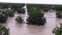 MEHMET AKıN - Adana'da Tarım Arazileri Yağmur Sularının Altında Kaldı