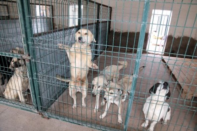 Aksaray Belediyesi Sahipsiz Hayvanları Koruyup Tedavilerini Yapıyor