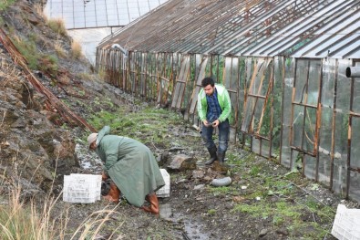 Alanya'da Yağmur Ve Fırtına Seraları Vurdu