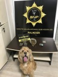 UYUŞTURUCU MADDE - Dedektör Köpek Baht'dan, Tam İsabet