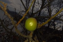 Erik Ağacı Aralık Ayında Meyve Verdi