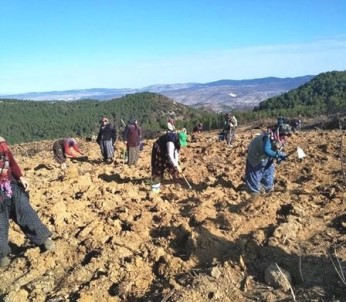Gediz'de Yanan Orman Alanına 6 Bin 500 Fidan Dikildi
