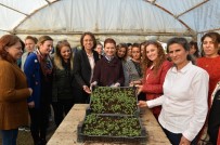 KOOPERATIF - Mersin'de Kadınlar Çiçek Üretimine Başladı