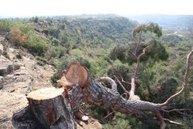 Mersin'deki Ağaç Katliamı İle İlgili 1 Kişi Gözaltına Alındı