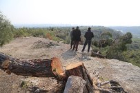AĞAÇ KESİMİ - Mersin'deki Ağaç Katliamıyla İlgili 1 Tutuklama