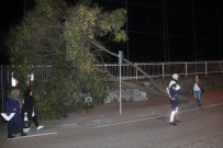 ŞİDDETLİ RÜZGAR - Samsun'da Okul Girişinde Ağaç Devrildi